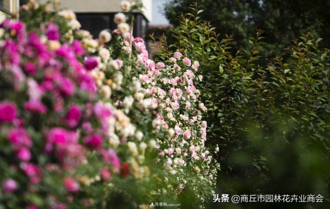 2020月季比美大賽！獲獎(jiǎng)大片欣賞！這大概是月季***美的打開方式了(圖2)