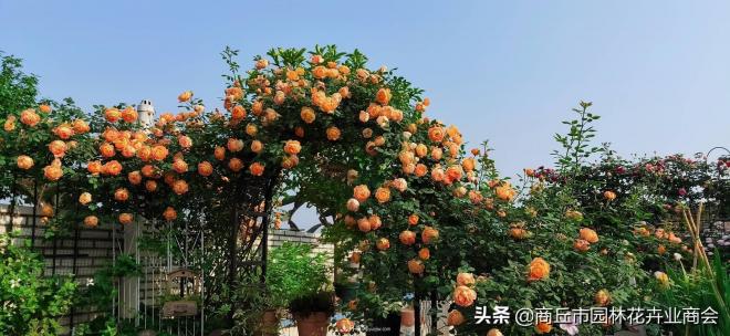 2020月季比美大賽！獲獎(jiǎng)大片欣賞！這大概是月季***美的打開方式了(圖5)