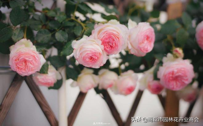 2020月季比美大賽！獲獎(jiǎng)大片欣賞！這大概是月季***美的打開方式了(圖9)