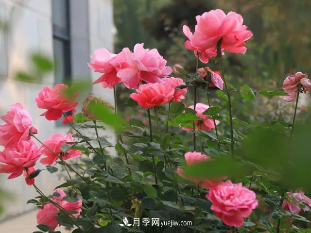 初冬，洛陽師范學(xué)院留得月季獨(dú)艷(圖1)