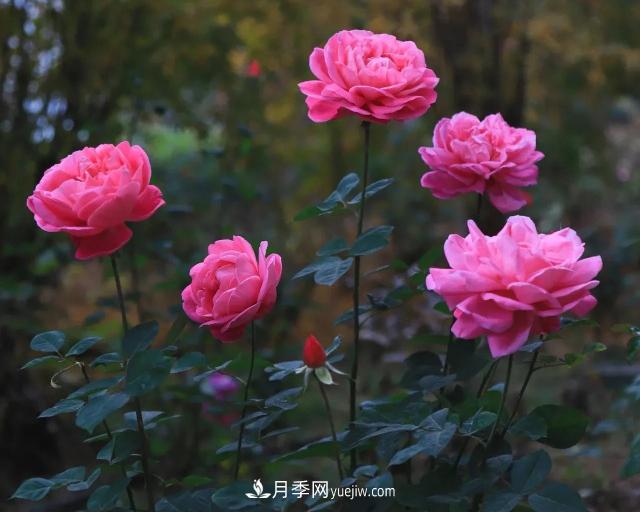 初冬，洛陽師范學(xué)院留得月季獨(dú)艷(圖4)