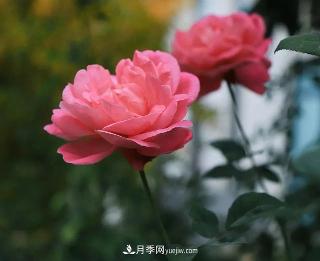 初冬，洛陽師范學(xué)院留得月季獨(dú)艷(圖3)