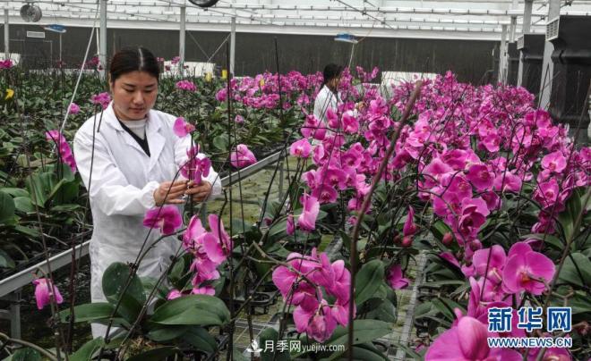 江蘇濱海:花卉農(nóng)業(yè)科技園初顯規(guī)模(圖3) 江蘇濱海:花卉農(nóng)業(yè)科技園初顯規(guī)模(圖3)