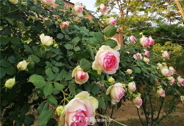月季玫瑰香味大匯總，混合味、茶香味、果香味，總有一款是你的(圖1)