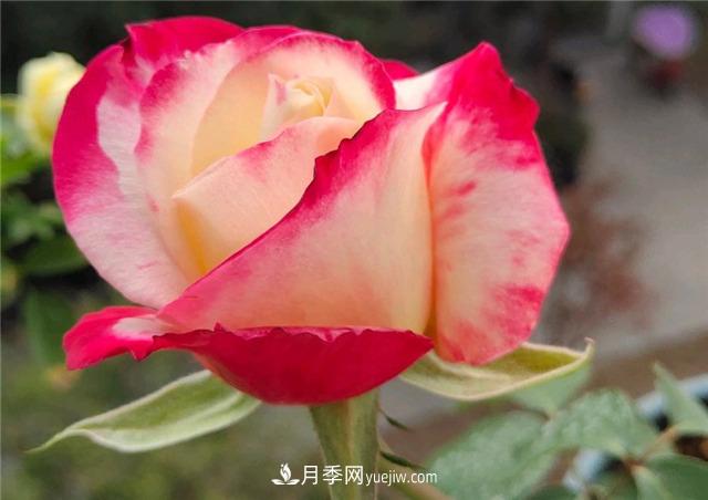 月季玫瑰香味大匯總，混合味、茶香味、果香味，總有一款是你的(圖3)
