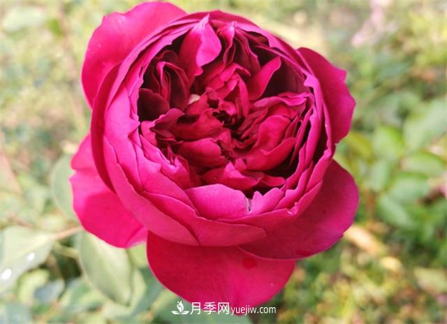 月季玫瑰香味大匯總，混合味、茶香味、果香味，總有一款是你的(圖2)