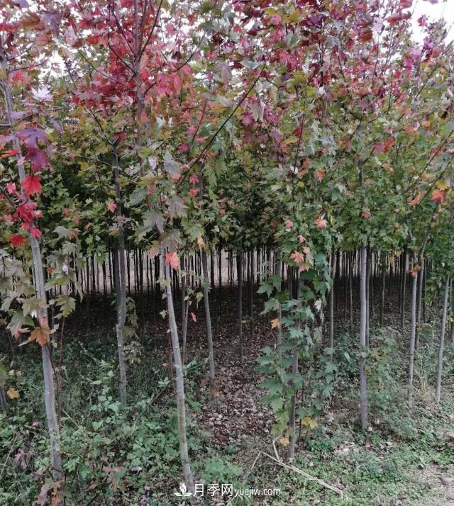 南陽(yáng)苗木基地，紅楓和雞爪槭好區(qū)別嗎？(圖2)