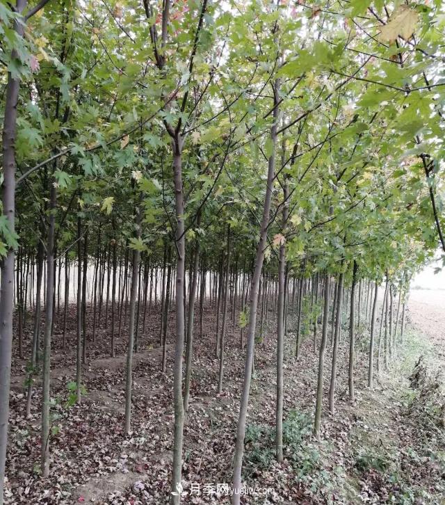 南陽(yáng)苗木基地，紅楓和雞爪槭好區(qū)別嗎？(圖1)