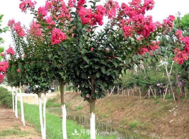 南陽(yáng)苗木基地，紫薇綠化苗怎么修剪？(圖1)