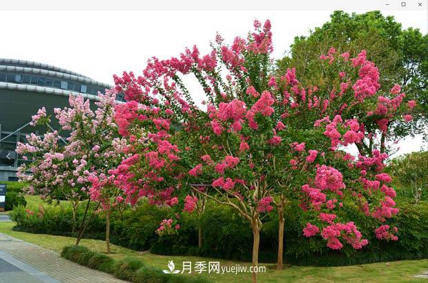 南陽(yáng)苗木基地，紫薇綠化苗怎么修剪？(圖2)