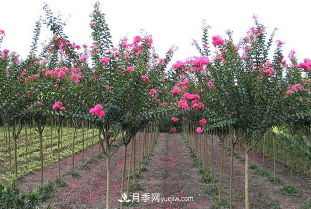 南陽(yáng)苗木基地，紫薇綠化苗怎么修剪？(圖3)