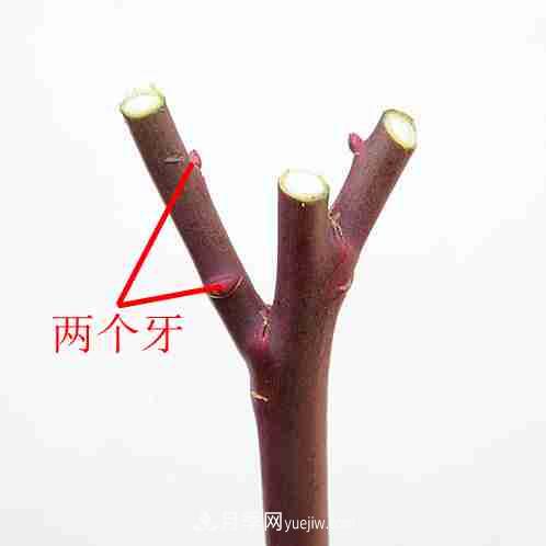 月季栽培養(yǎng)護(hù)指南，手把手教你冬季大花月季的修剪方法(圖8)