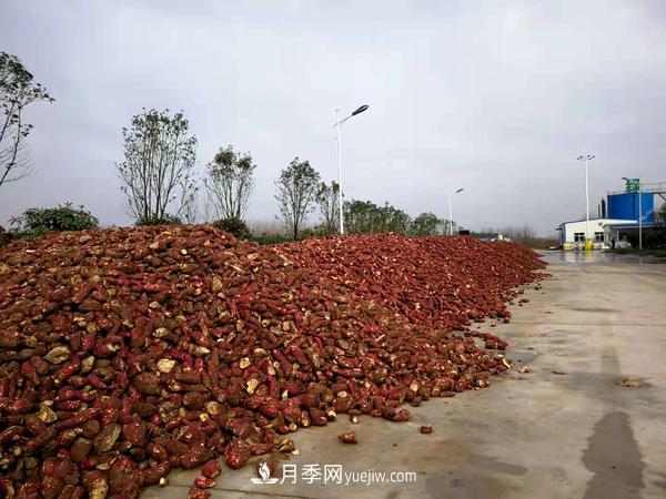 南陽桐柏：小小紅薯做出脫貧致富 紅薯產(chǎn)業(yè)發(fā)展方興未艾(圖1)
