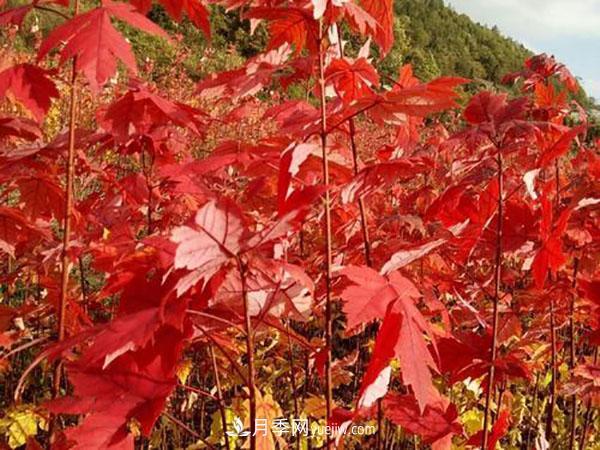 南陽苗木，美國紅楓管理知識介紹(圖3)