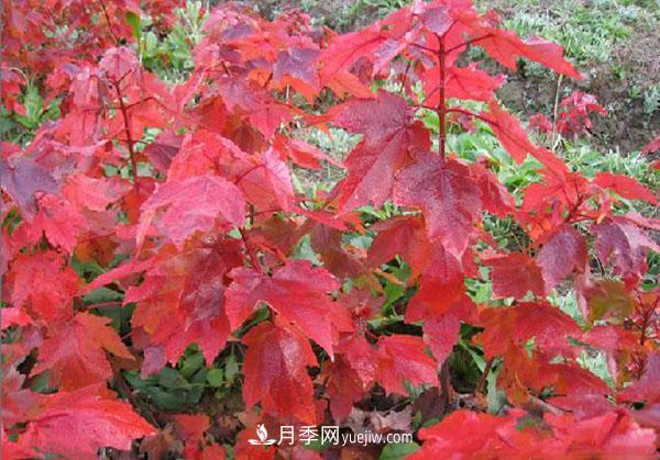 南陽苗木，美國紅楓管理知識介紹(圖1)