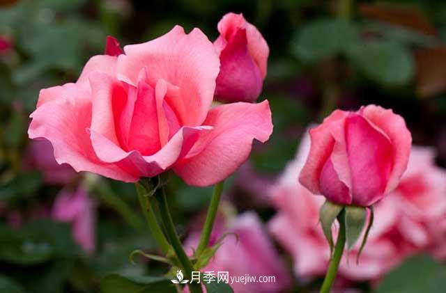 網(wǎng)購月季花木的巨坑，你們踩了幾回！(圖1)