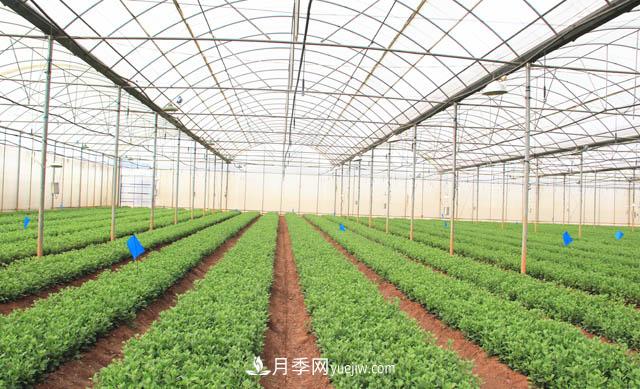 2020年云南“10大名花”千萬元獎勵，多個月季種苗獲獎(圖2)