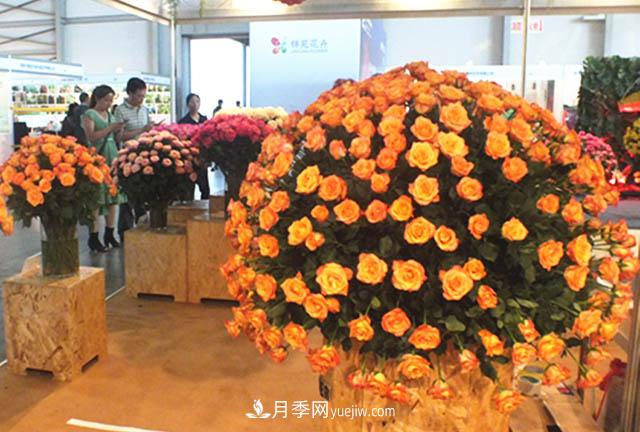 2020年云南“10大名花”千萬元獎勵，多個月季種苗獲獎(圖1)