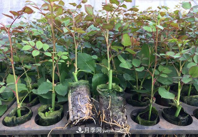 2020年云南“10大名花”千萬元獎勵，多個月季種苗獲獎(圖3)