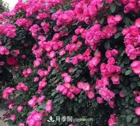 不用糾結(jié)藤本月季開花量少，你還沒試試這三個小型藤本月季(圖3)