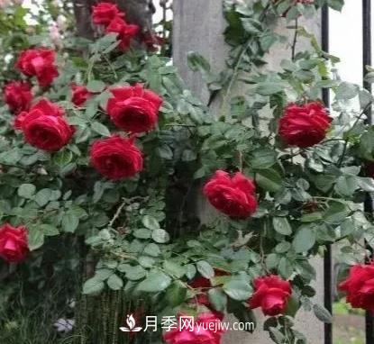 不用糾結(jié)藤本月季開花量少，你還沒試試這三個小型藤本月季(圖1)
