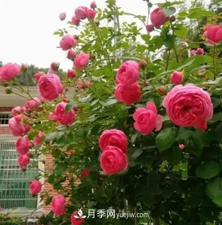 不用糾結(jié)藤本月季開花量少，你還沒試試這三個小型藤本月季(圖2)