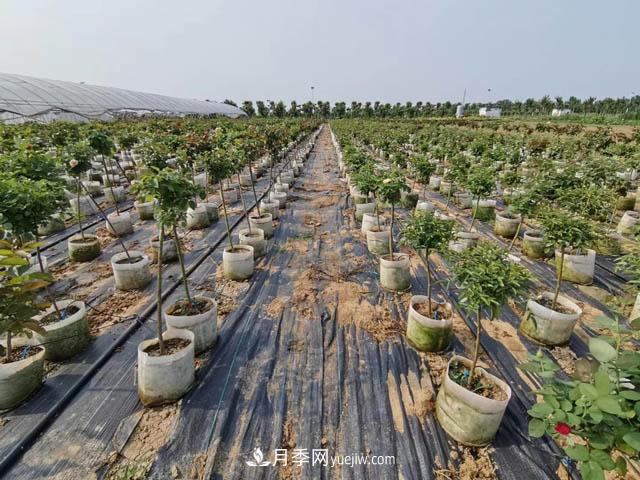 南陽苗木人，如何讓你的苗圃成為客戶眼中的“香餑餑”？(圖1)