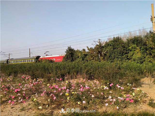 漯河月季：初冬的月季傲嬌如春！(圖1)