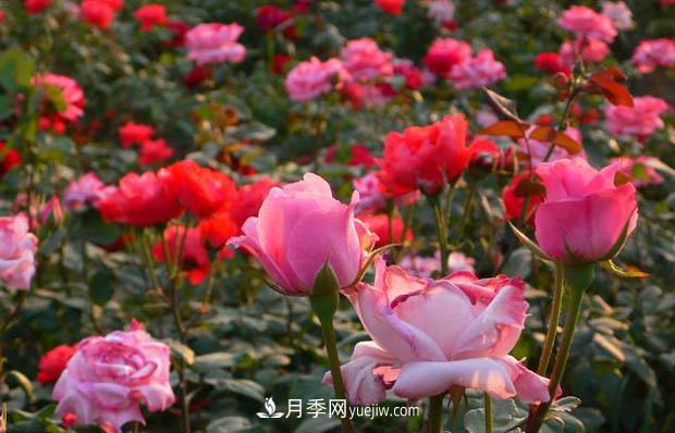 種植月季花必須使用營養(yǎng)土嗎？(圖1)