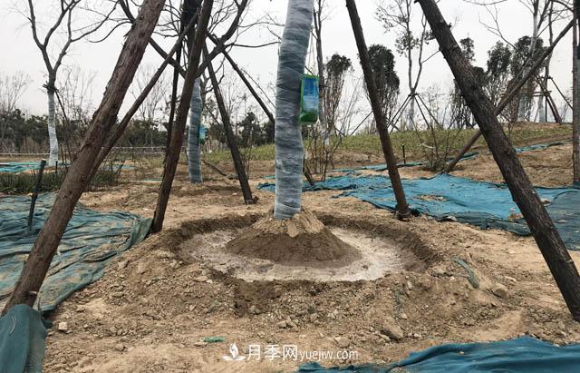 園林人有疑惑，苗木移植之后是先搭支撐還是先澆水？(圖1)