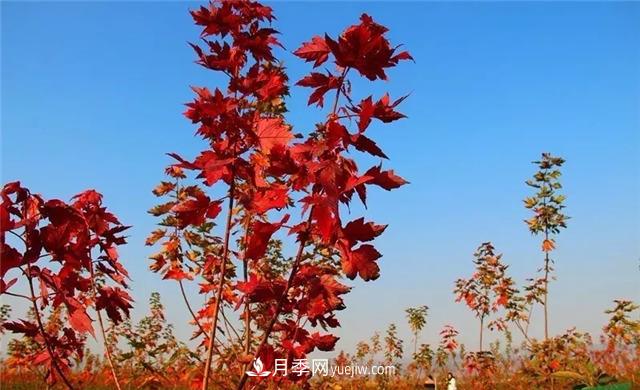 美國紅楓，南陽苗木人為什么要挺這個樹種？(圖2)