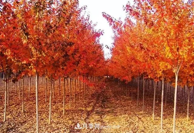 美國紅楓，南陽苗木人為什么要挺這個樹種？(圖1)
