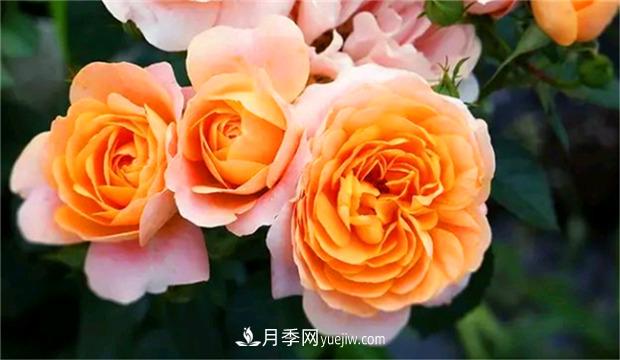 3個***不容錯過的月季品種，顏值高香氣濃，養(yǎng)護簡單開花多(圖1)