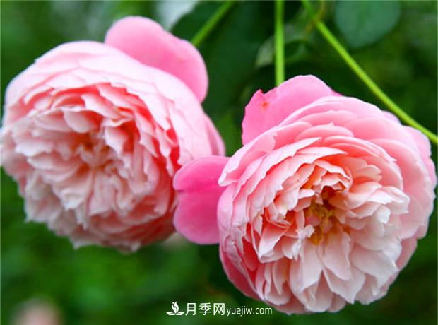 3個***不容錯過的月季品種，顏值高香氣濃，養(yǎng)護簡單開花多(圖3)