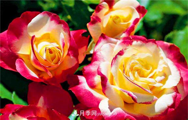 3個***不容錯過的月季品種，顏值高香氣濃，養(yǎng)護簡單開花多(圖2)