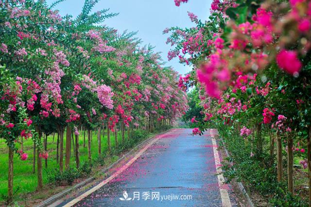 紫薇樹上常見的白粉病，應(yīng)該怎么防治？(圖1)