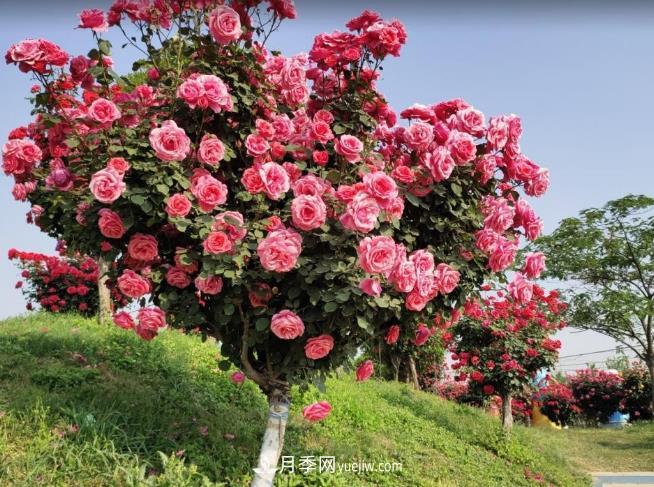 種了棵月季樹，花開幾十朵，個(gè)個(gè)比碗大，鄰居天天惦記(圖2)