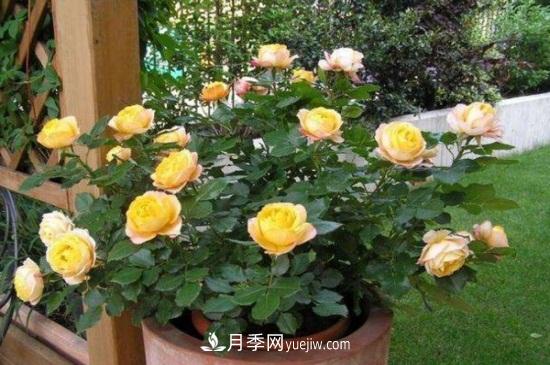 月季花長蚜蟲怎么辦？5個(gè)治療方法輕松解決(圖1)