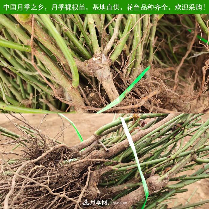 月季裸根苗，2020南陽(yáng)月季裸根苗大量出貨中(圖1)