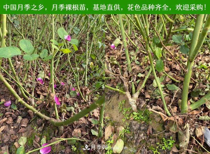 月季裸根苗，2020南陽(yáng)月季裸根苗大量出貨中(圖2)