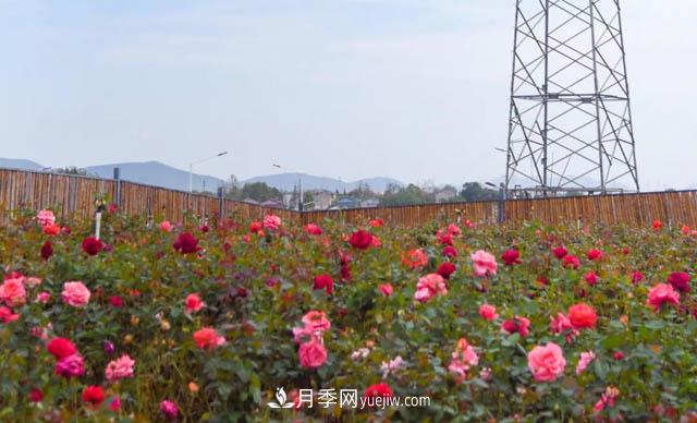 初冬賞花何處去？南京江寧這個(gè)近400畝的月季花海，趕緊安排！(圖2)
