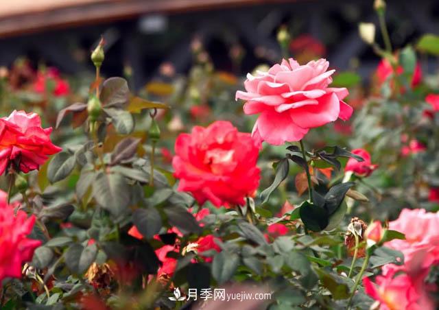 初冬賞花何處去？南京江寧這個(gè)近400畝的月季花海，趕緊安排！(圖1)