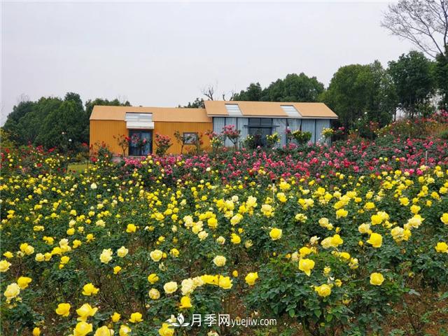 初冬賞花何處去？南京江寧這個(gè)近400畝的月季花海，趕緊安排！(圖3)
