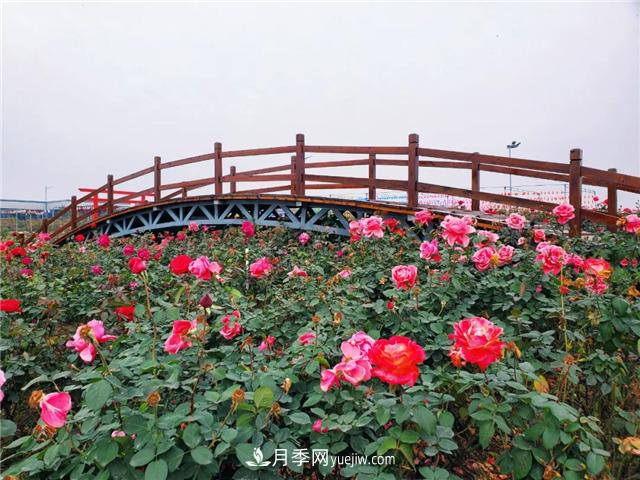 初冬賞花何處去？南京江寧這個(gè)近400畝的月季花海，趕緊安排！(圖6)