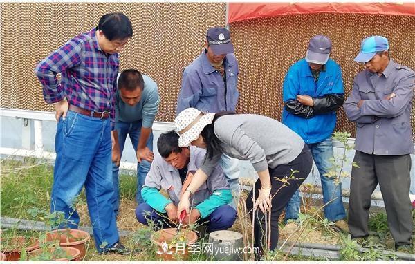 上海崇明舉辦月季繁殖栽培及冬季養(yǎng)護技術培訓(圖2)