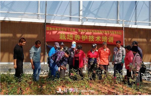 上海崇明舉辦月季繁殖栽培及冬季養(yǎng)護技術培訓(圖1)
