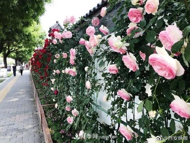 西安長安街?jǐn)?shù)百米月季“網(wǎng)紅墻” 鮮花怒放(圖1)
