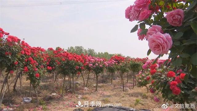 肥西縣三河鎮(zhèn)百畝樹狀月季園：花開(kāi)正艷，產(chǎn)業(yè)增收(圖2)