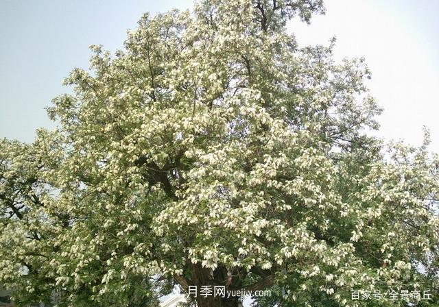 商丘的“市花”和“市樹(shù)”是什么，你能想到了(圖4)