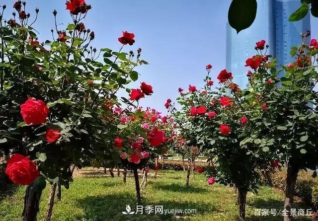 商丘的“市花”和“市樹(shù)”是什么，你能想到了(圖3)